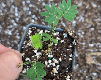 Mimosa Pudica Seedlings – Sensitive Plant - The “Touch-Me-Not” Plant That Moves!