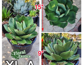 Agave Parryi Truncata - アガベ パリー トルンカータ トランカータ