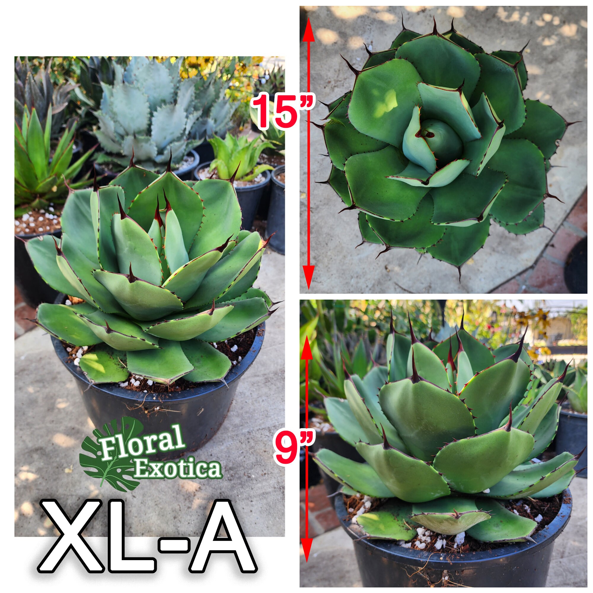 Agave Parryi Truncata - アガベ パリー トルンカータ