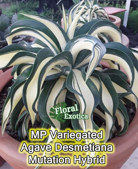 Variegated Agave Desmetiana: MP Collector Agave, 