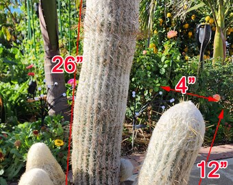 Old Man Cactus Specimen - Espostoa lanata - Columnar Cactus - Spectacular and Amazing