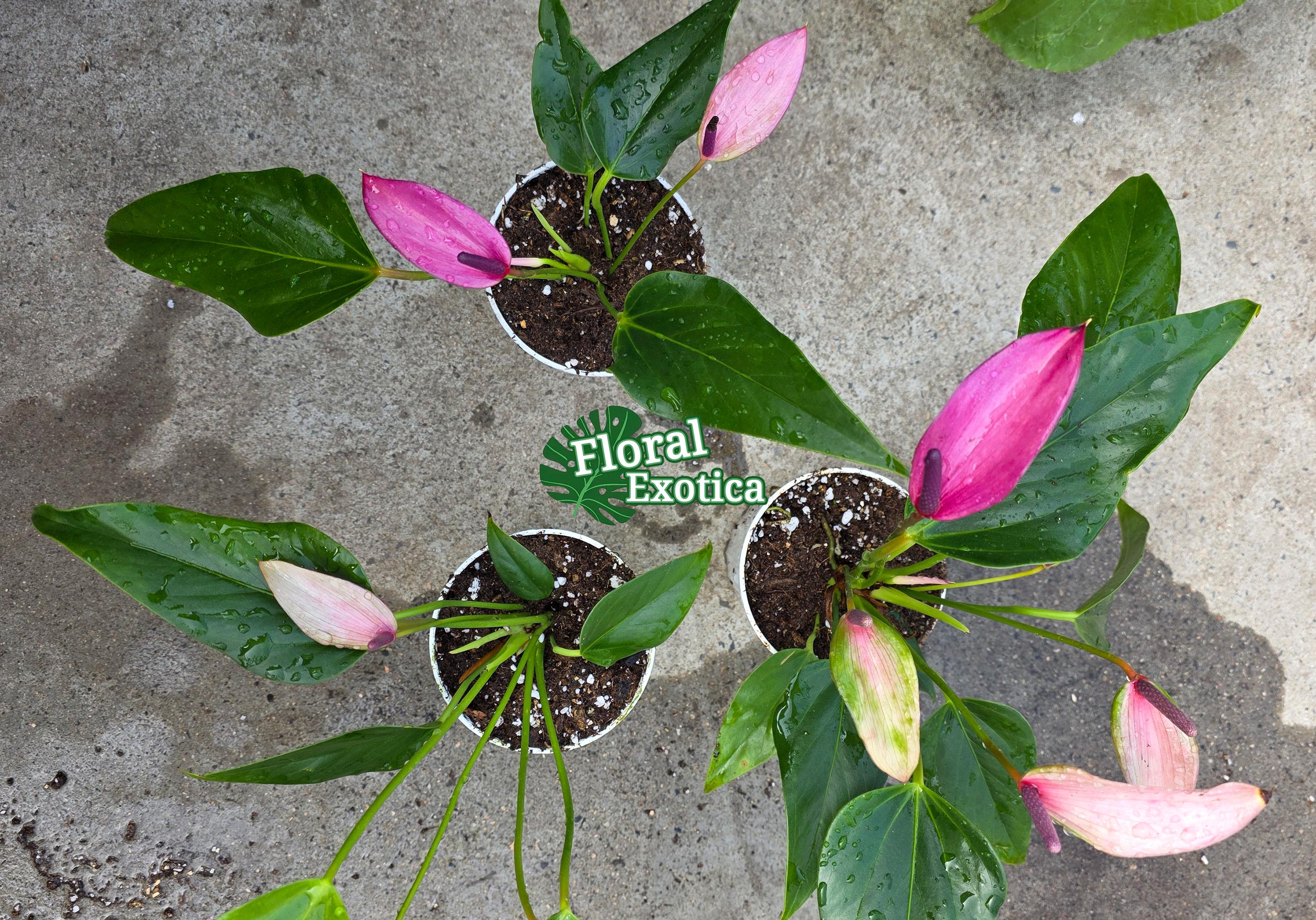 Purple Tulip Anthurium Zizou – Miniature Potted Plant - Etsy