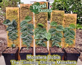 Monstera Dubia Shingle Plant