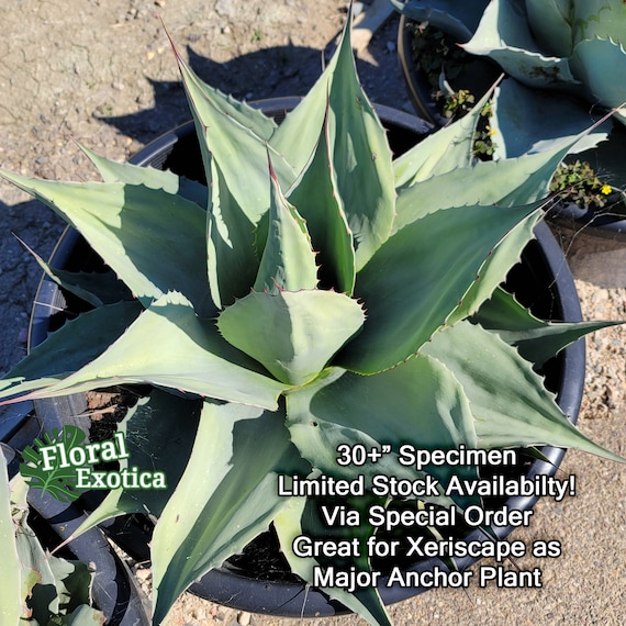 Agave Ovatifolia 'vanize' - Whale's Tongue Agave - Collector Plant