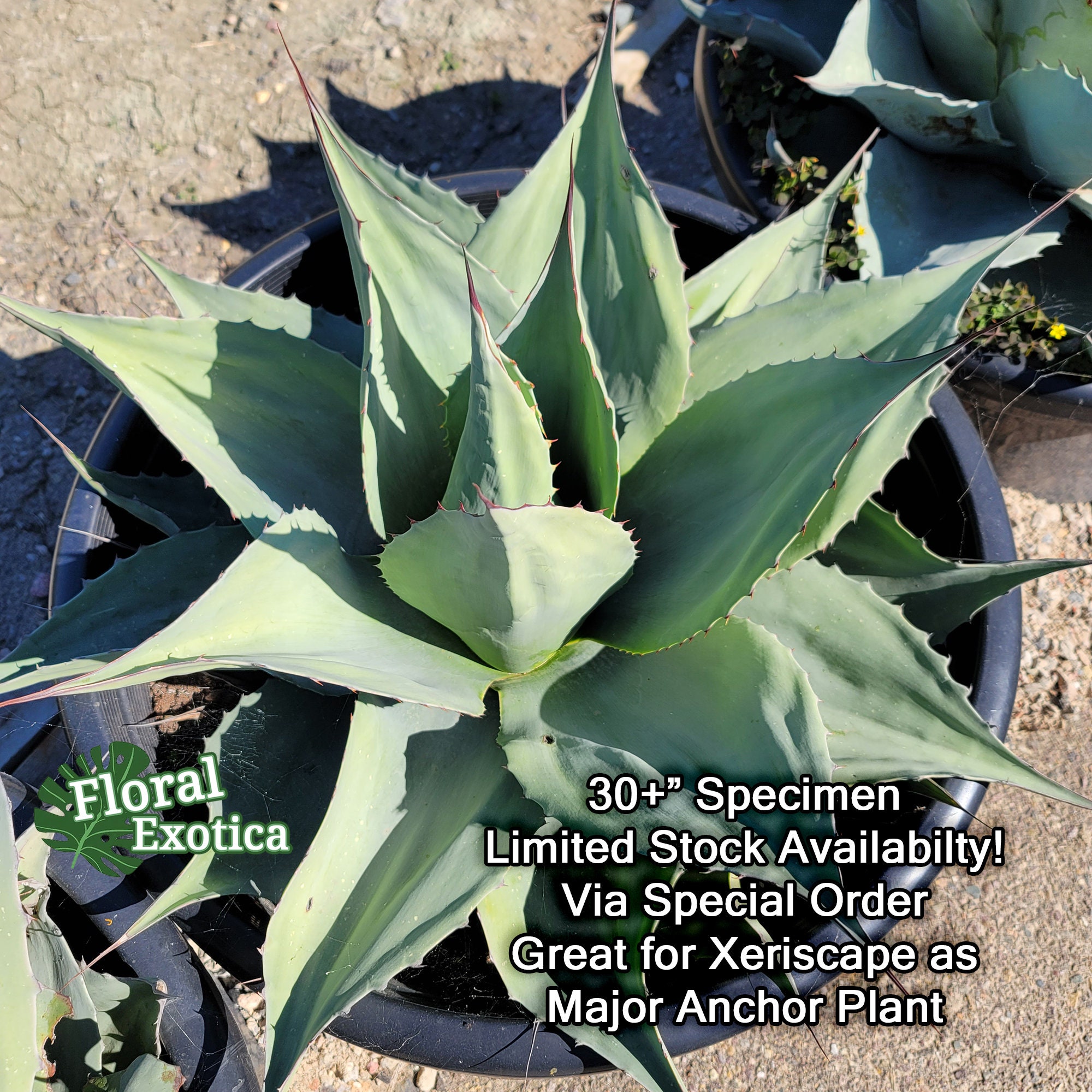 Ovatifolia vanize Whale's Tongue Agave - Etsy