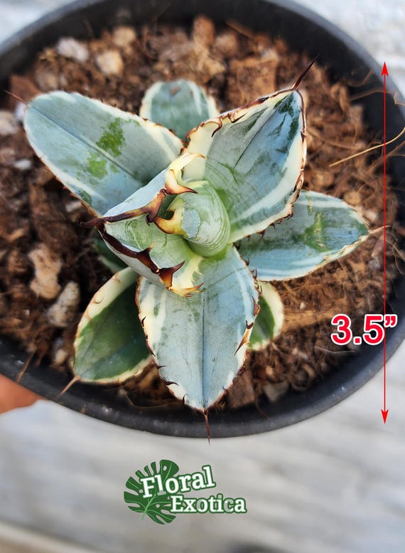 Alba Variegated Titanota Black and Blue - チタノタ ブルー