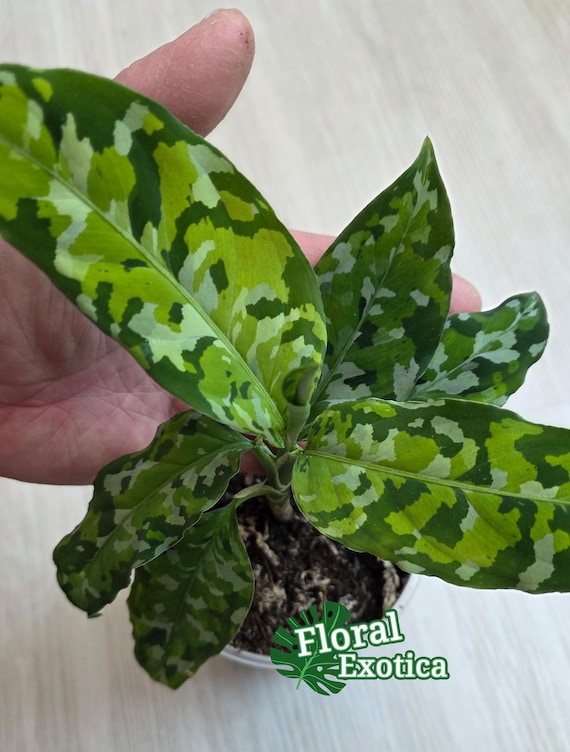 Aglaonema Pictum Tricolor - Starter Plant - US Seller - Fast