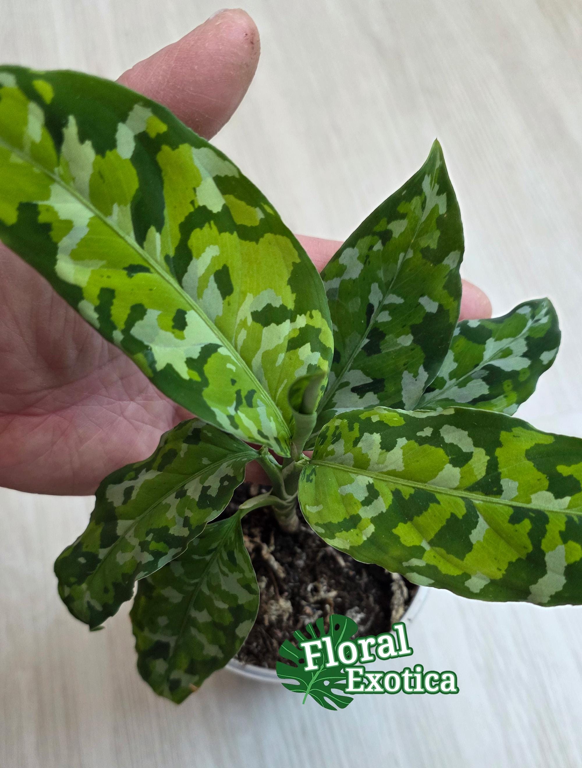 Aglaonema Pictum Tricolor - Starter Plant - US Seller - Fast