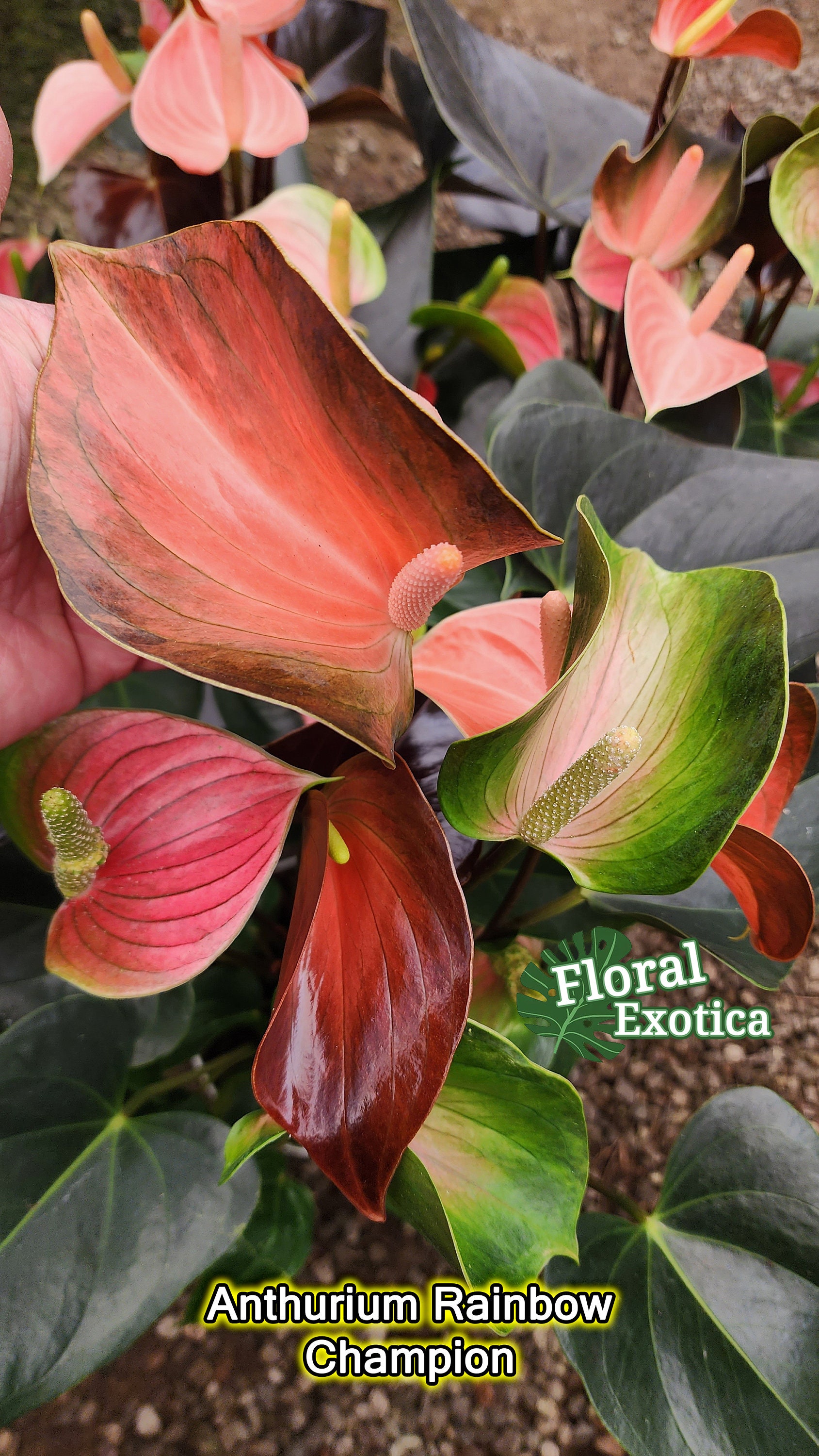 Rainbow Anthurium Plant  Multicolor Novelty Anthurium