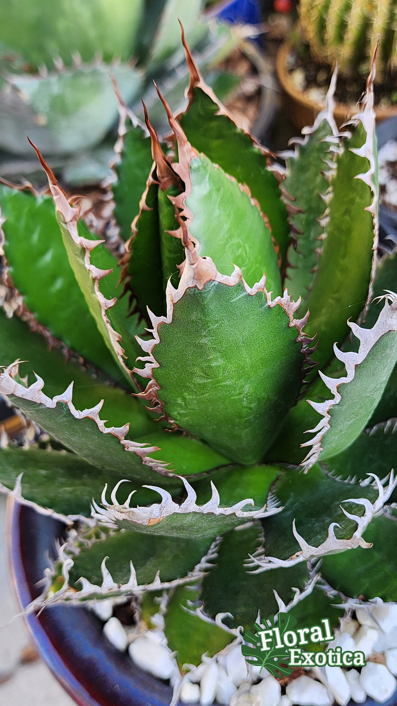 Agave Horrida - Collector Grade - Unique Specimen - アガベホリド