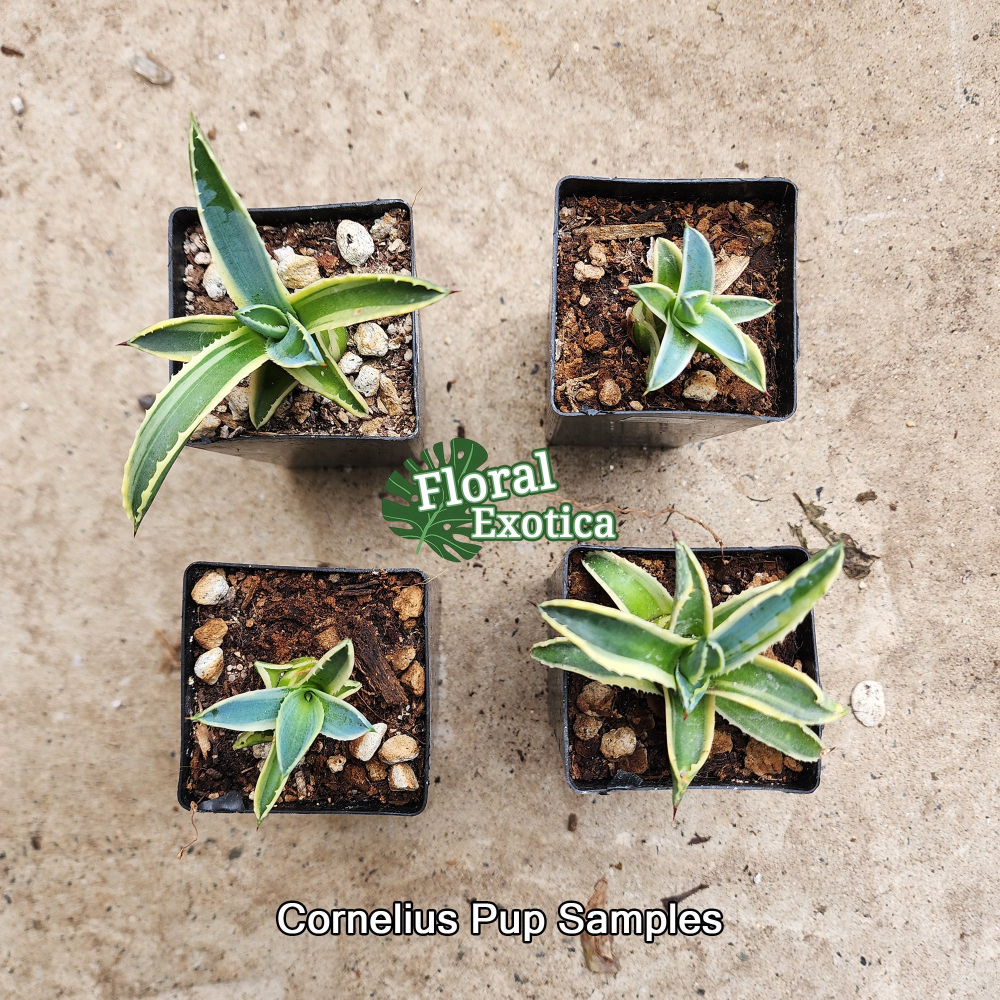 Agave Cornelius - アガベ・コーネリアス- 美國波浪黃覆輪- 龍舌蘭専門