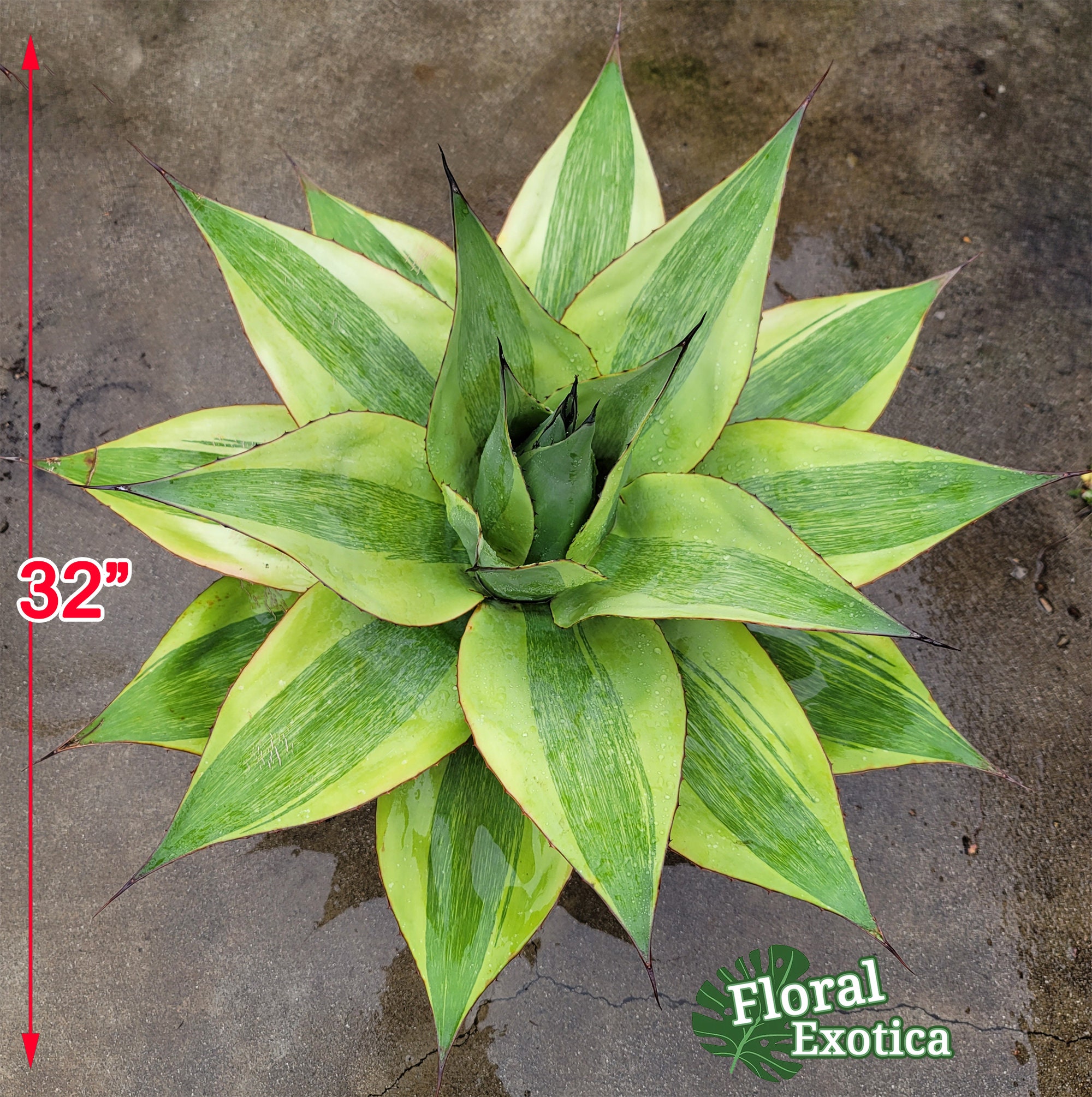 Variegated Ovatifolia Variegated Ovatifolia