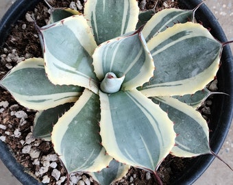 色々な - 'Orizaba' Truncata Parryi Agave アガベ トランカタ パリー アガベ