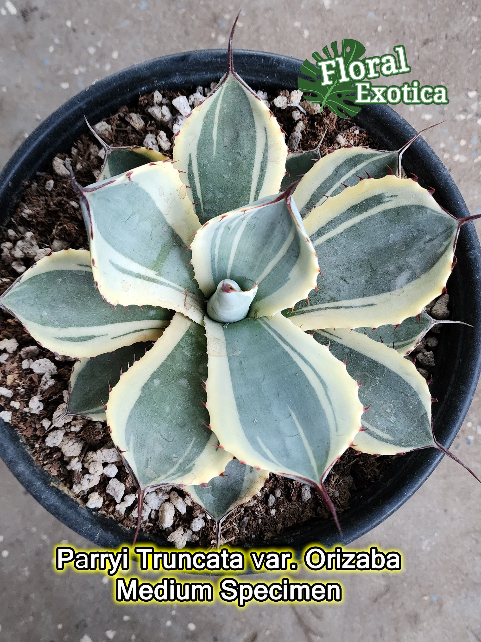 Agave Parryi Truncata 'Orizaba' - アガベ パリー トランカタ Agave Parryi Truncata 'Orizaba' - アガベ パリー トランカタ