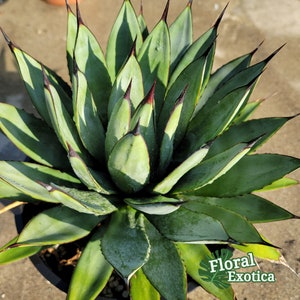 Agave &quot;Little Shark&quot; - Shark Black Tip with Narrow Long Leaves - Structural Agave of Beautiful Form - Free US Shipping