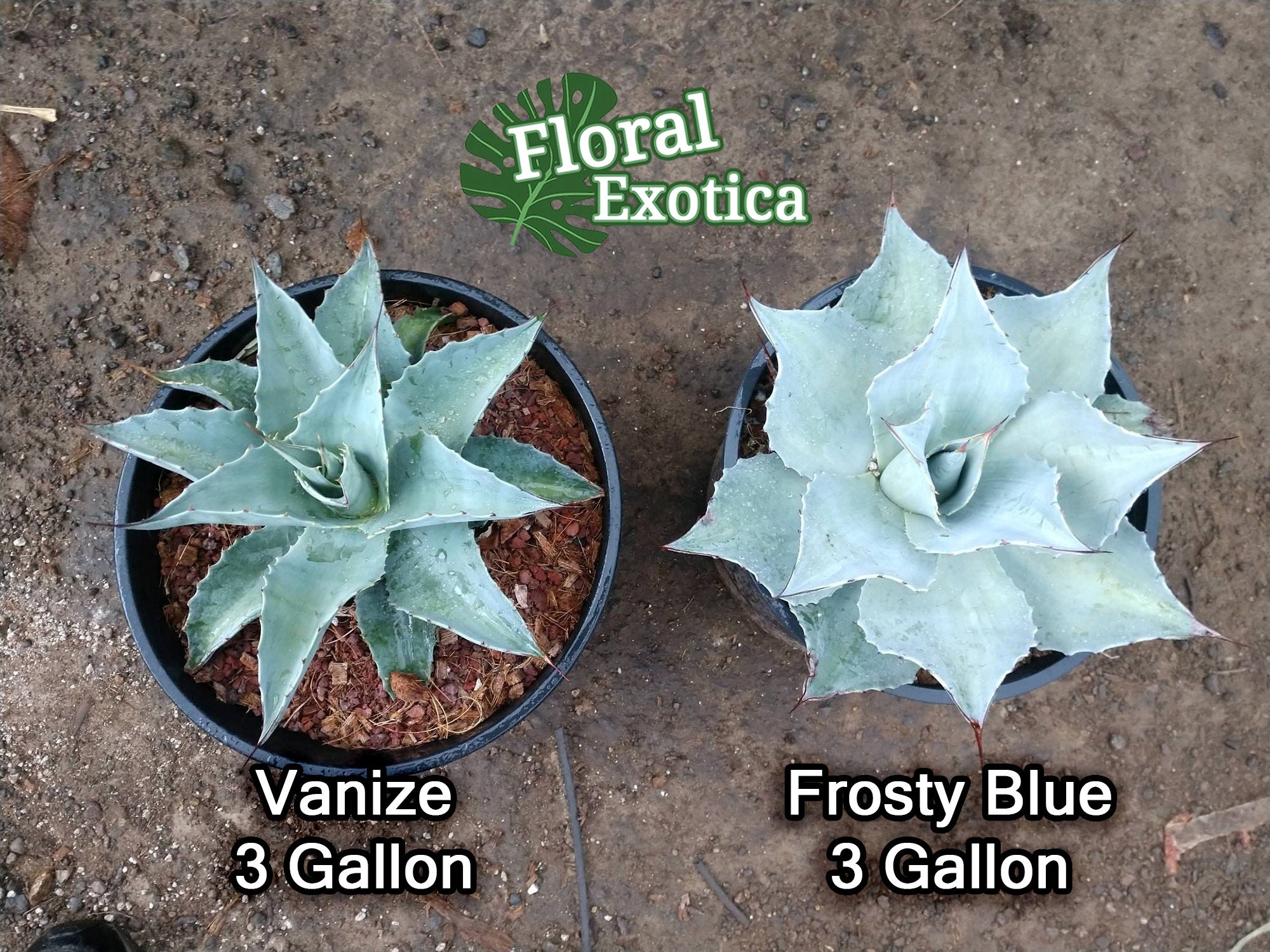 Ovatifolia vanize Whale's Tongue Agave - Etsy