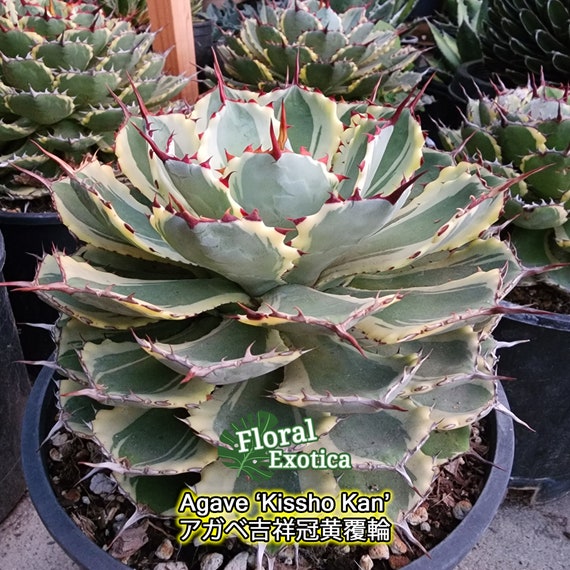 agave アガベ ポタトラム スノーフォール (Agave hybrid 百鬼 agave アガベ ポタトラム スノーフォール (Agave hybrid 百鬼