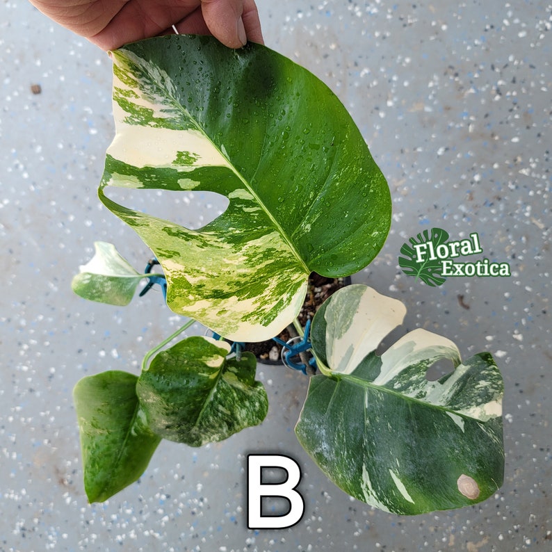 High Variegation Albo Monstera Albo Borsigiana Beautifully Rooted Specimen / Top Cut / Nodes Free Rooting & Caring Instructions Plant B