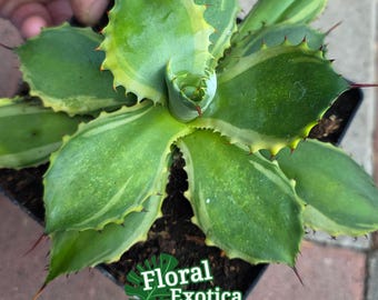 Agave Titanota 'caesar' - アガベ チタノタ “シーザー” - 凱撒嚴龍