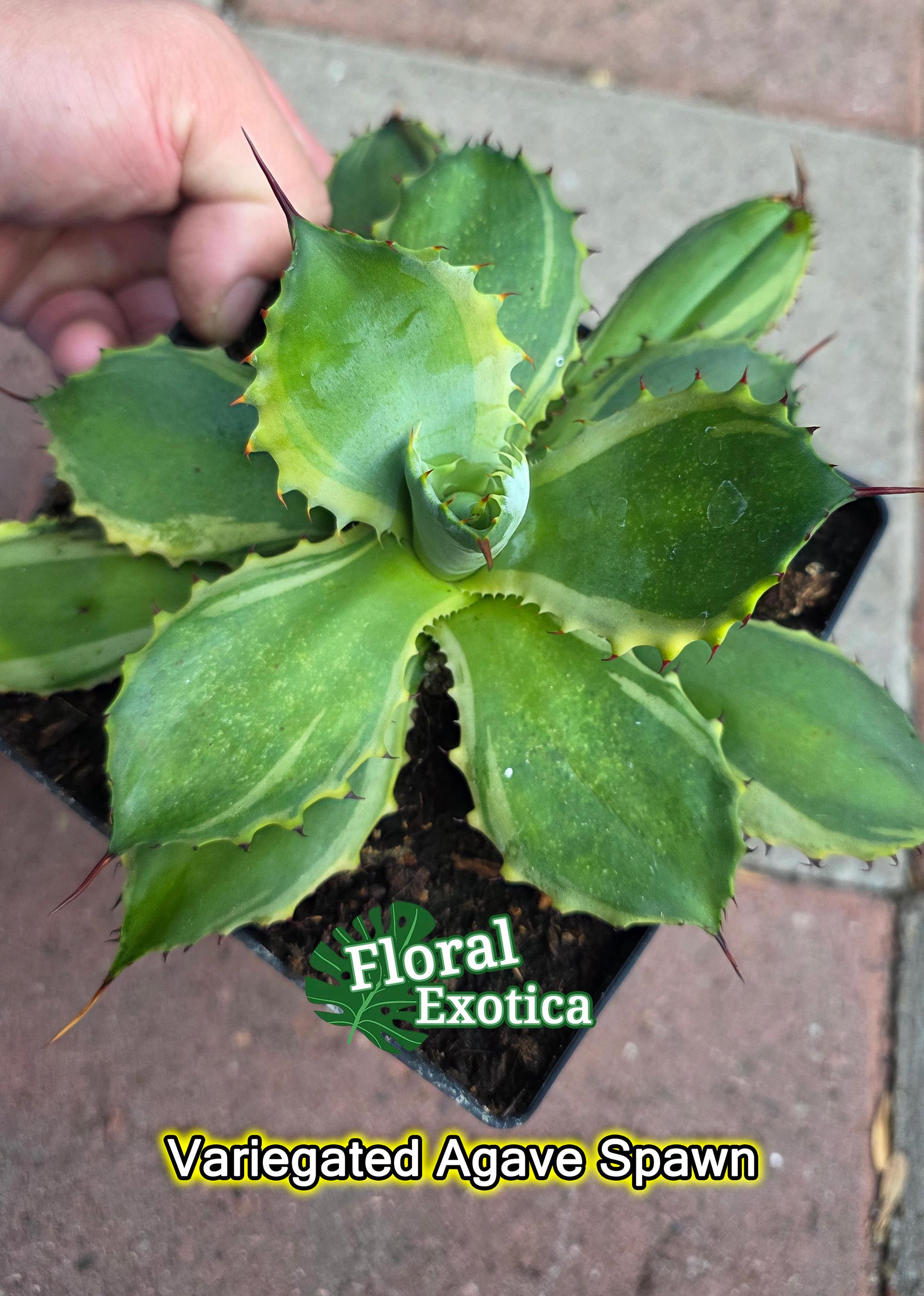 FloraExotica - Etsy 日本