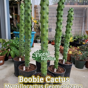 Extra Long Boobie Cactus (Myrtillocactus Geometrizans Fukurokuryuzinboku) - Premium Stock