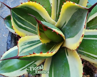 パリー トランカータ オリザバ 大サイズ US Agave Parryi Truncata 'orizaba' - アガベ パリー トランカタ