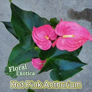 Anthurium Maine - Premium Pink Anthurium - 6" Pot - Florist Quality - Hot Bright Pink Blooms - FREE Shipping