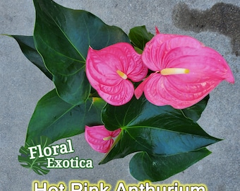Anthurium 'Pink Maine' - Hot Pink Bloom - Collector Grade