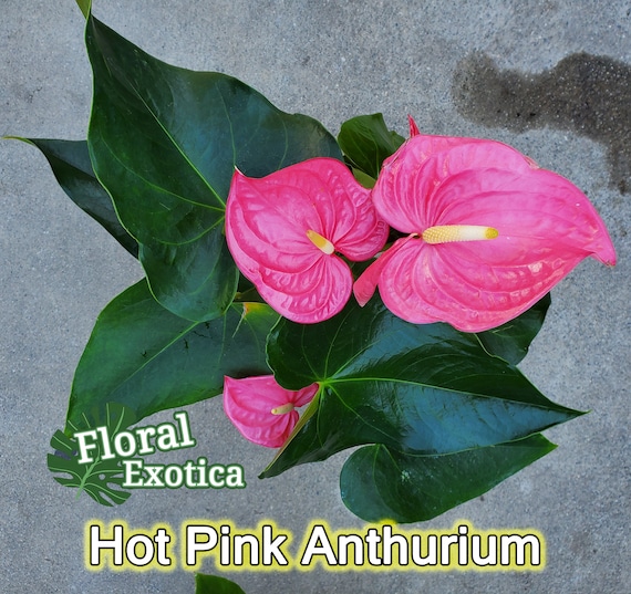 Anthurium 'pink Maine' - Hot Pink Bloom - Collector Grade - Etsy