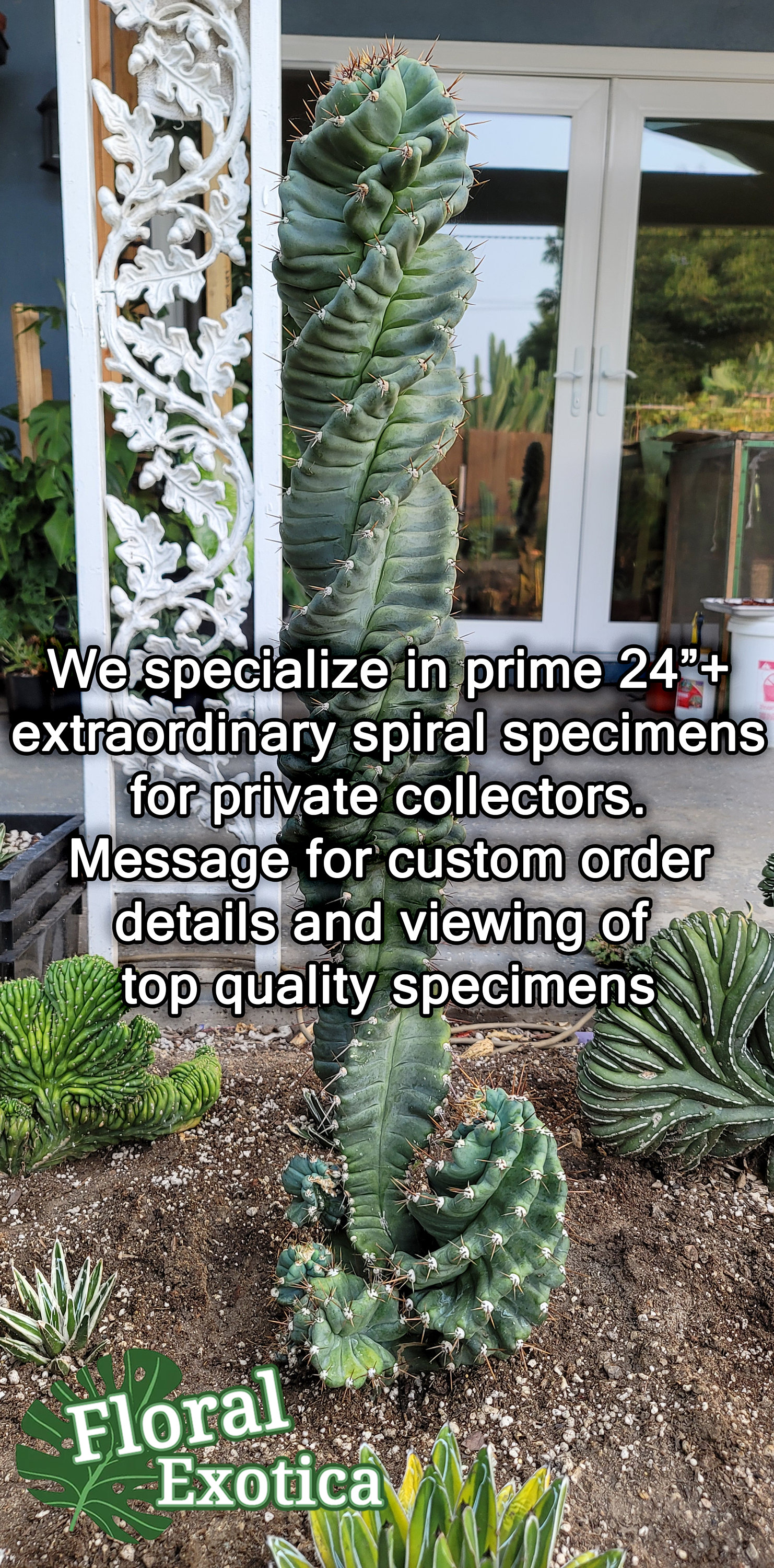 Large Forbessi 'spiralis' Spiral Cactus Premium   Etsy