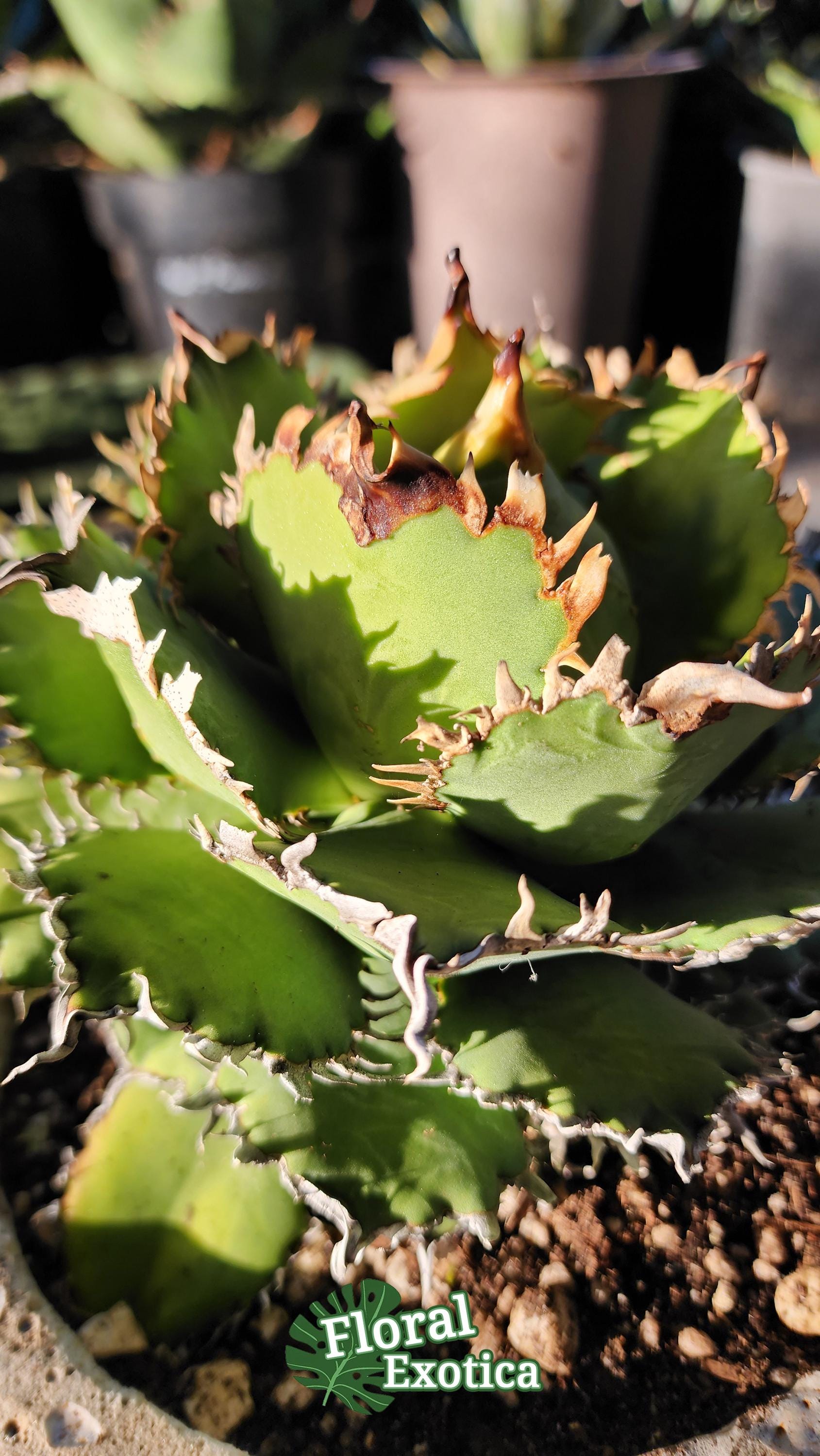 Titanota Filigree Agave - Compact Collector Specimen - Exact Plant
