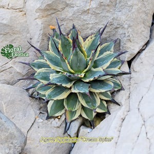 Agave Ovatifolia Orca - Etsy Canada