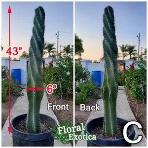 Large Cereus Peruvian 'Spiralis' Spiral Cactus Specimen Majestic Pillar Stable Spirals Free Shipping Specimen C