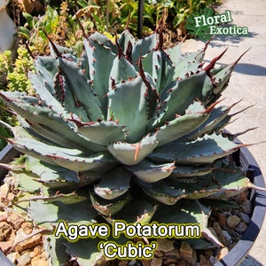May include: Agave Potatorum 'Cubic' succulent plant with blue-green leaves and sharp spines. The plant is potted in a black pot with brown gravel.