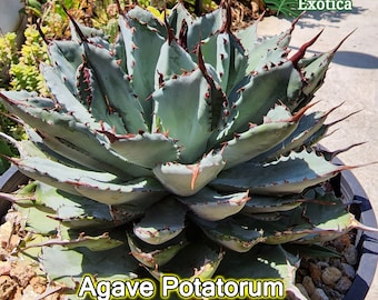 Agave Potatorum 'Cubic' - Thick Leave Rosette Compact Agave - Premium Collectible Cultivar