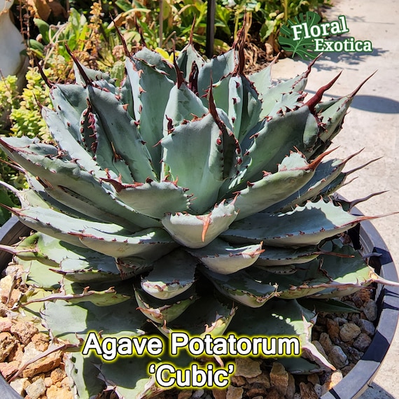 Agave Potatorum 'Cubic': Thick Leaf Rosette, Collectible Cultivar