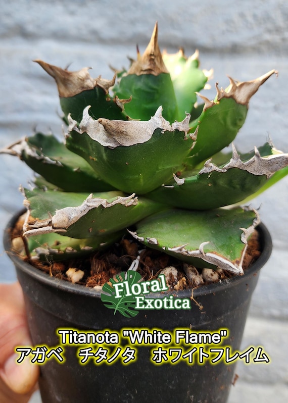 Collector Titanota 