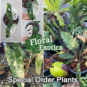 May include: A collage of potted plants, including Monstera varieties with white and green leaves, and other exotic foliage. The text "Floral Exotica" and "Special Order Plants" are overlaid on the image, suggesting a plant shop or nursery.