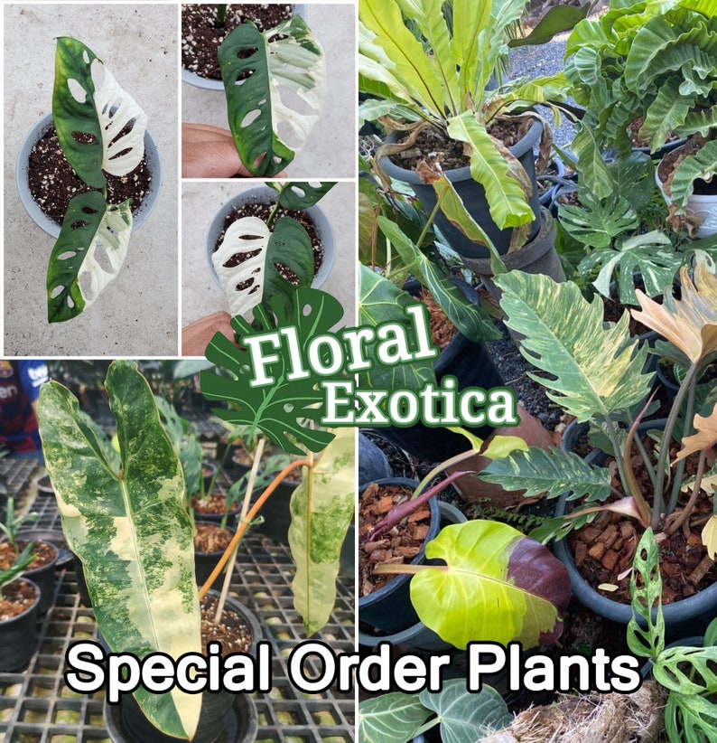 May include: A collage of potted plants, including Monstera varieties with white and green leaves, and other exotic foliage. The text "Floral Exotica" and "Special Order Plants" are overlaid on the image, suggesting a plant shop or nursery.