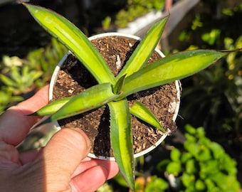 Agave Parryi Truncata 'Orizaba' - アガベ パリー トランカタ