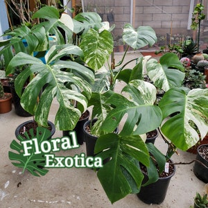 High Variegation Albo Monstera Albo Borsigiana Beautifully Rooted Specimen / Top Cut / Nodes Free Rooting & Caring Instructions 画像 5