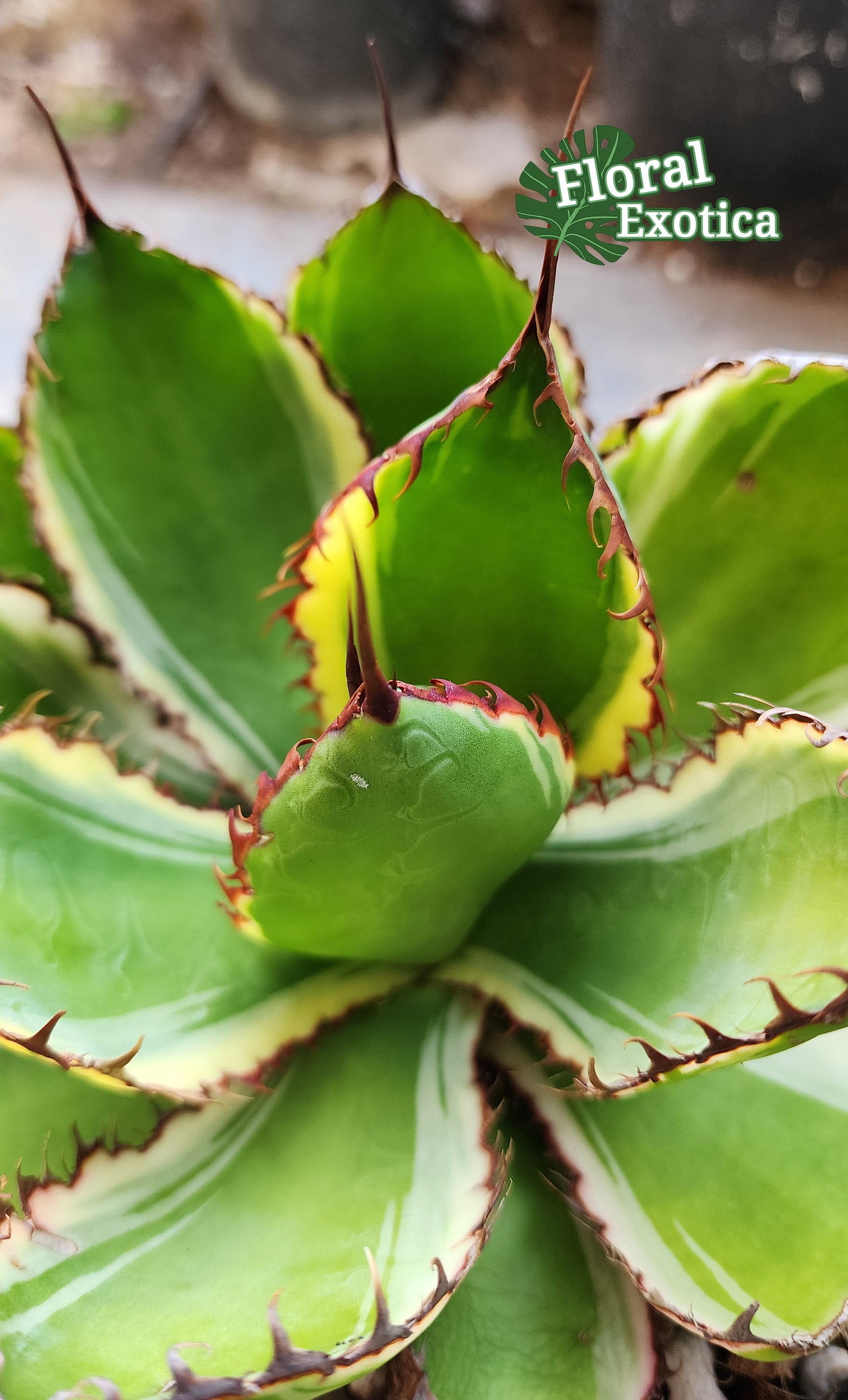 Variegated Agave Bovicornuta - ボビコルヌータ アガベ斑入り- 蕾絲