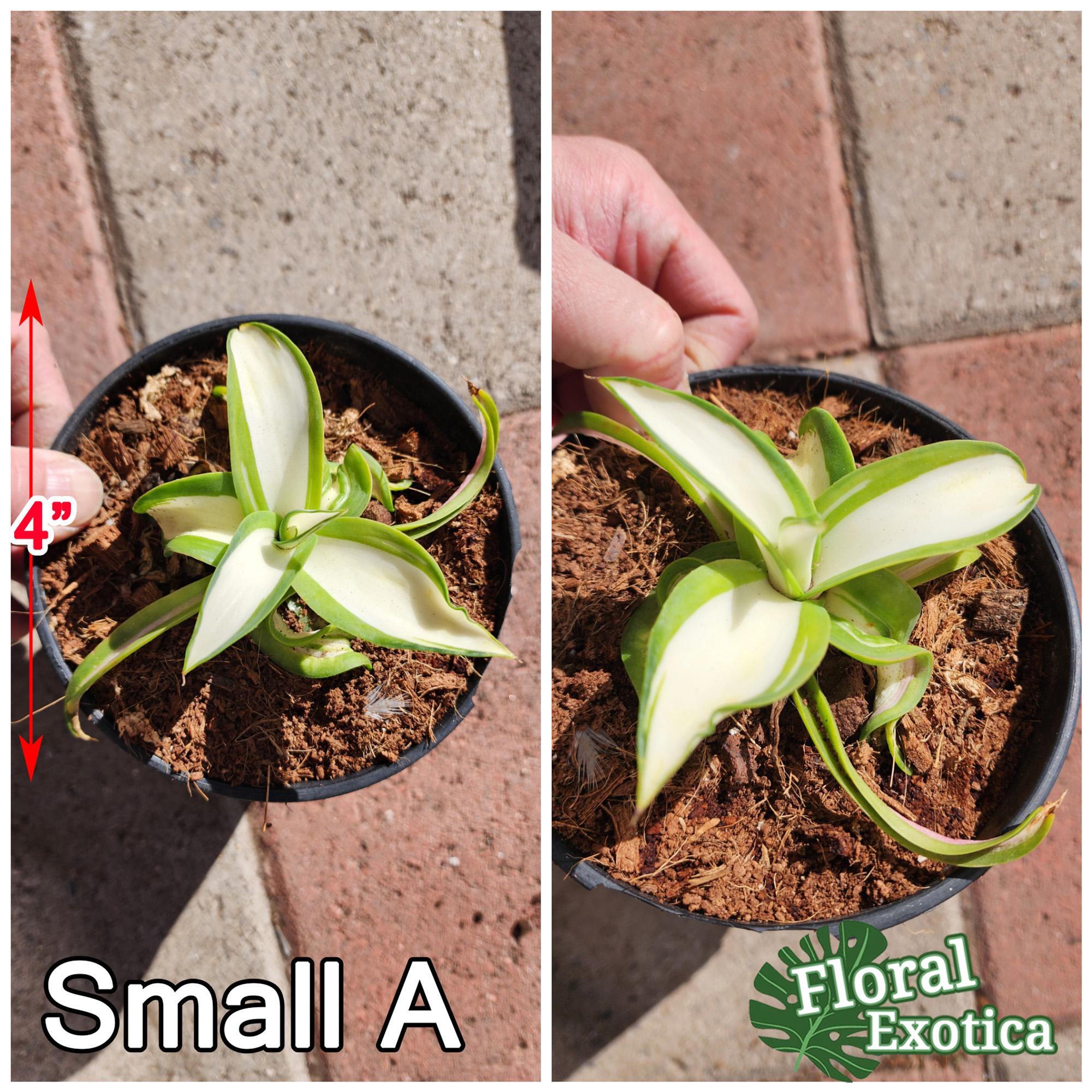 Variegated Agave Desmetiana: MP Collector Agave, 