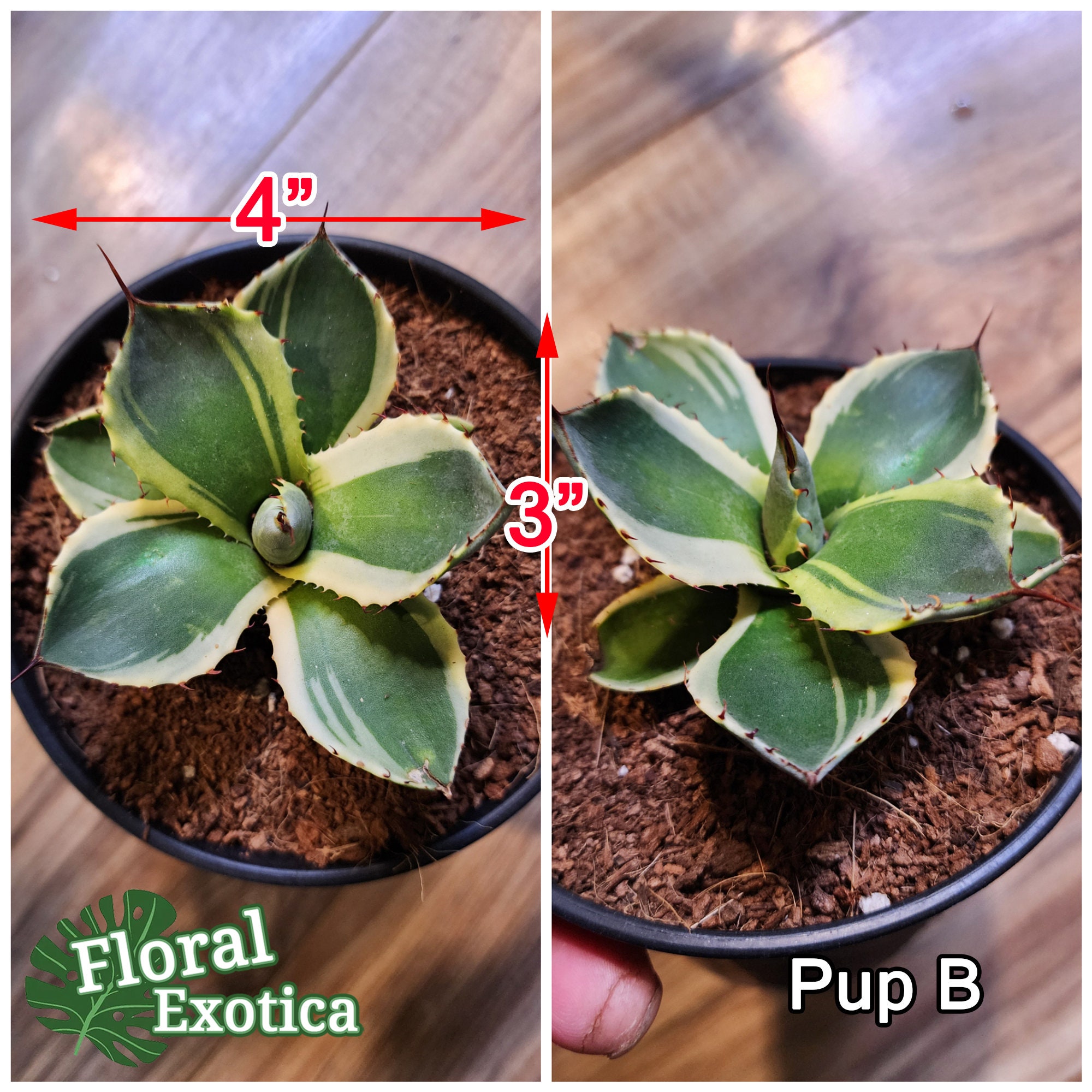 Agave Parryi Truncata 'Orizaba' - アガベ パリー トランカタ Agave Parryi Truncata 'Orizaba' - アガベ パリー トランカタ
