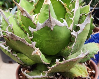 ティタノタ FO76 アガベ：コレクターの多肉植物 - Etsy 日本