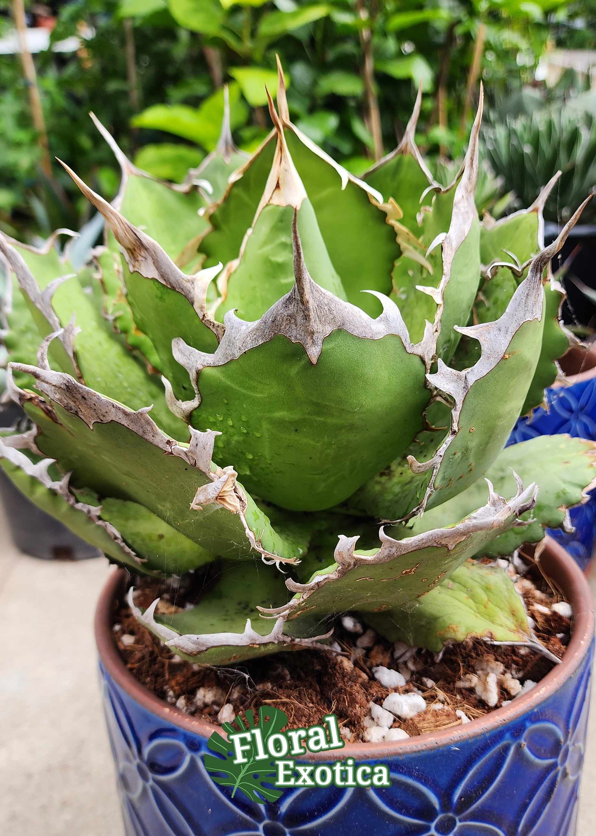 Titanota FO76 Agave: Collector's Succulent - Etsy