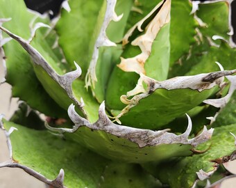 ティタノタ FO76 アガベ：コレクターの多肉植物 - Etsy 日本