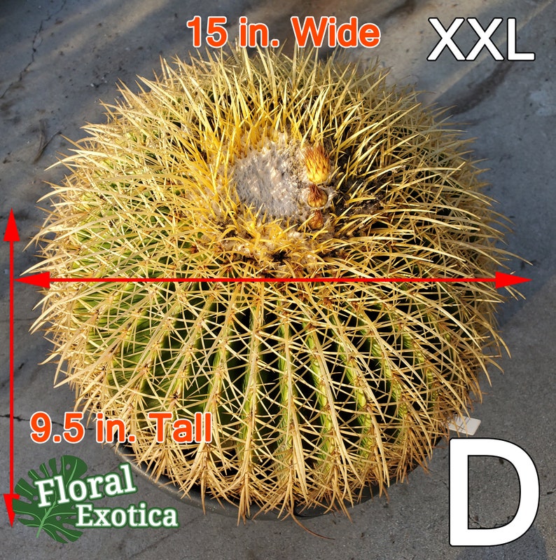 Floral Exotica Golden Barrel Cactus - Thumbnail 3