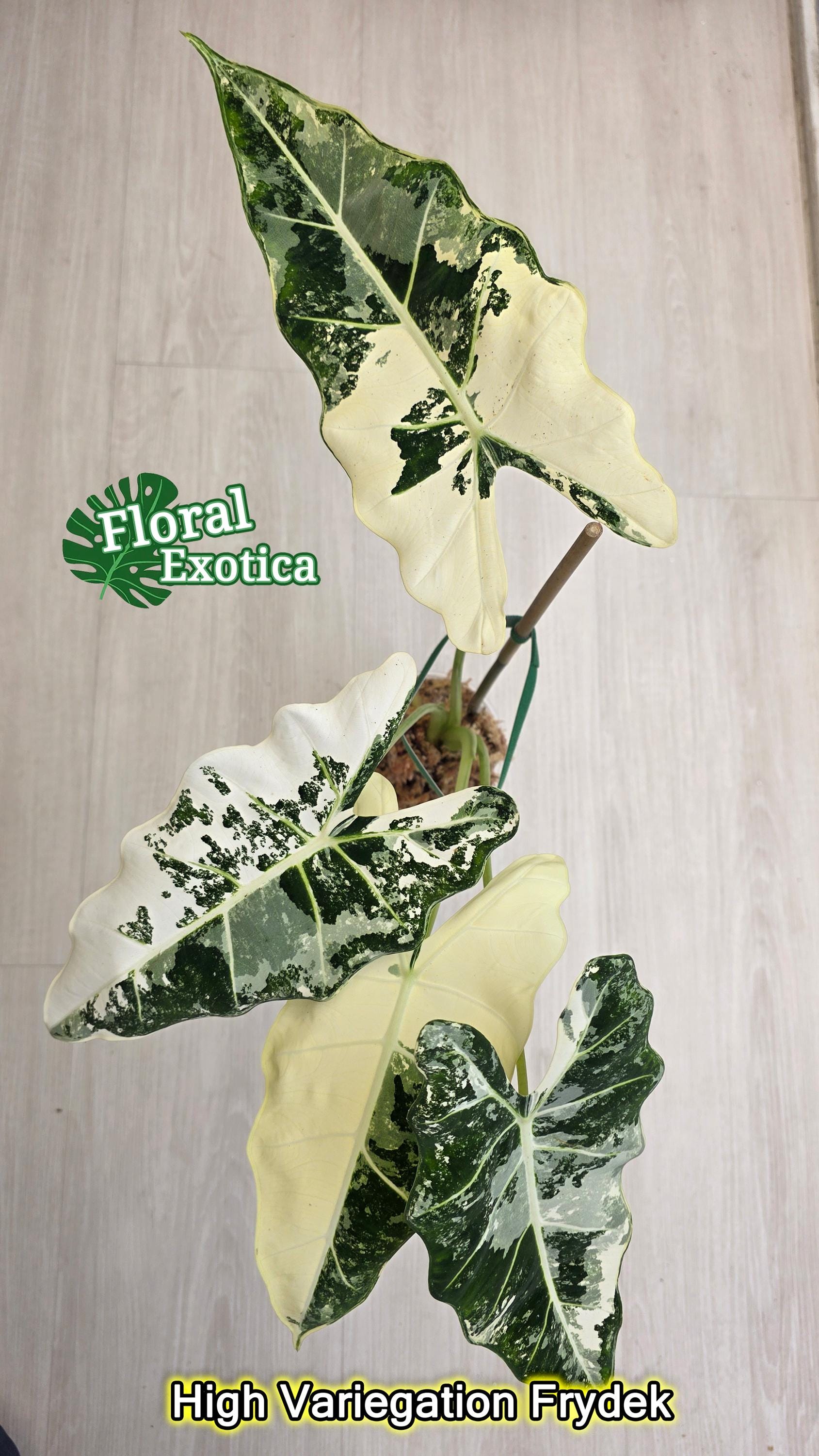 Alocasia watsoniana - Etsy 日本 Alocasia watsoniana - Etsy 日本