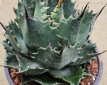 5*3様 アガベ　Agave isthmensis ✕ parrasana hy il_340x270.5780334787_jqf1.jpg